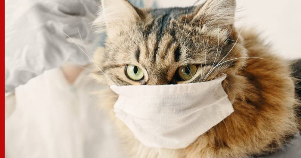 В России кошку отправили на карантин из-за коронавируса