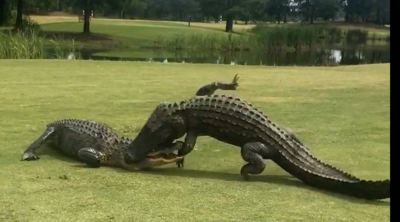 В США огромные аллигаторы устроили схватку прямо на поле для гольфа (видео)