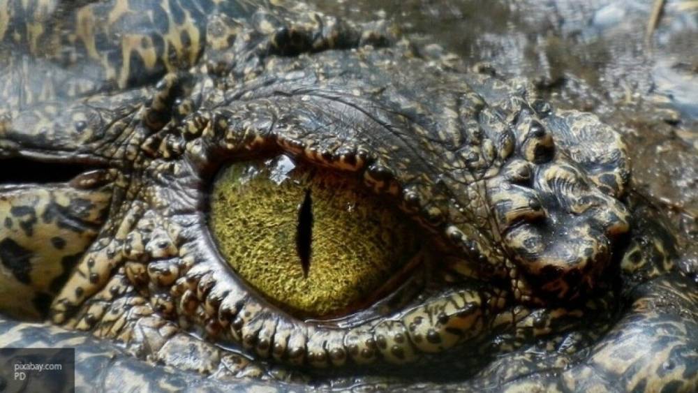 Смертельное сражение крокодилов в США попало на видео