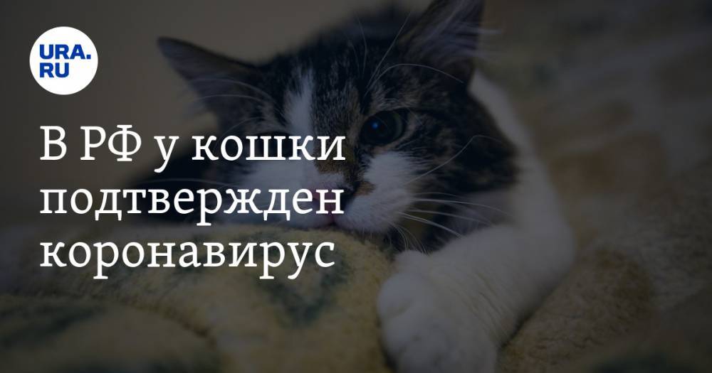 В РФ у кошки подтвержден коронавирус. Животное отправили на карантин
