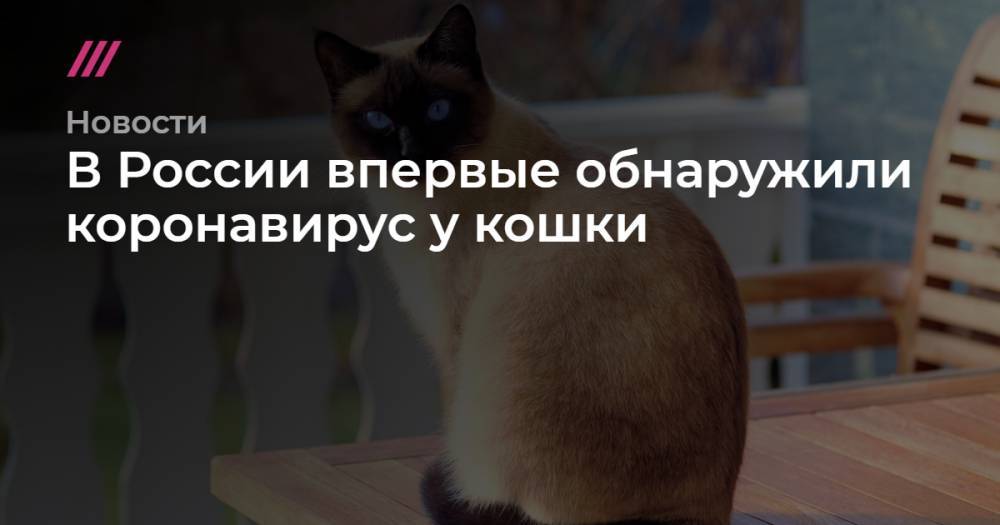 В России впервые обнаружили коронавирус у кошки
