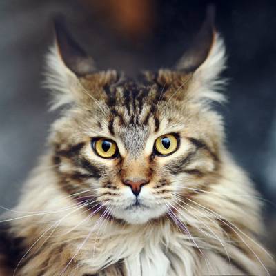 Первый случай заражения домашней кошки коронавирусом подтвержден в России