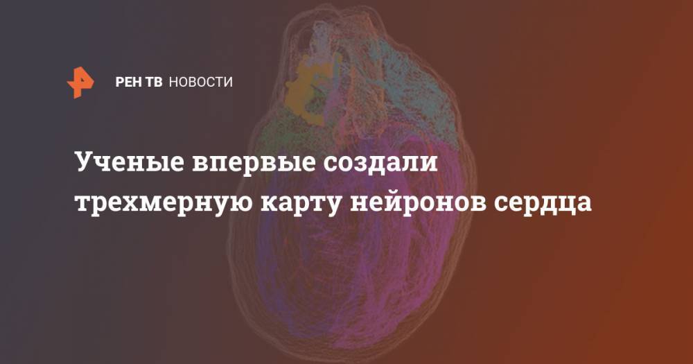 Ученые впервые создали трехмерную карту нейронов сердца