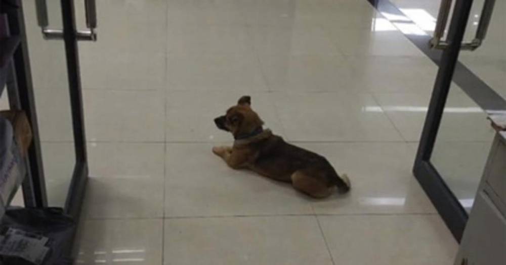 Собака месяцами ждала в больнице умершего от COVID-19 хозяина