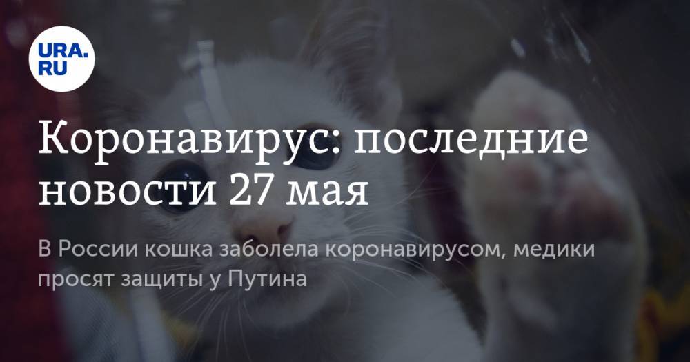 Коронавирус: последние новости 27 мая. В России кошка заболела коронавирусом, медики просят защиты у Путина, цены отдых в Крыму снизятся