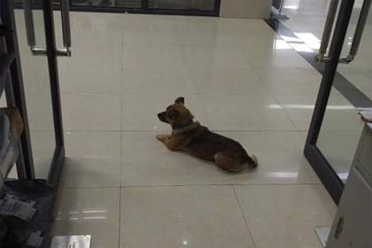 Преданный пёс несколько месяцев ждал в больнице умершего от коронавируса хозяина