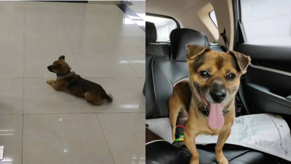 Собака 3 месяца ждала в больнице своего хозяина, который умер от COVID-19 – трогательная история