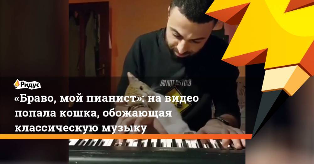 «Браво, мой пианист»: на видео попала кошка, обожающая классическую музыку
