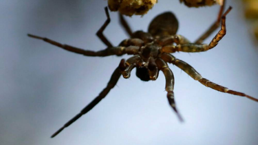 Трое детей дали укусить себя ядовитому пауку, чтобы превратиться в спайдерменов