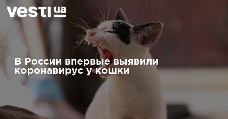 В России впервые выявили коронавирус у кошки