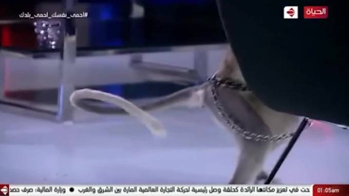 Телеведущая убежала из студии из-за нападения обезьяны - piter.tv - Египет