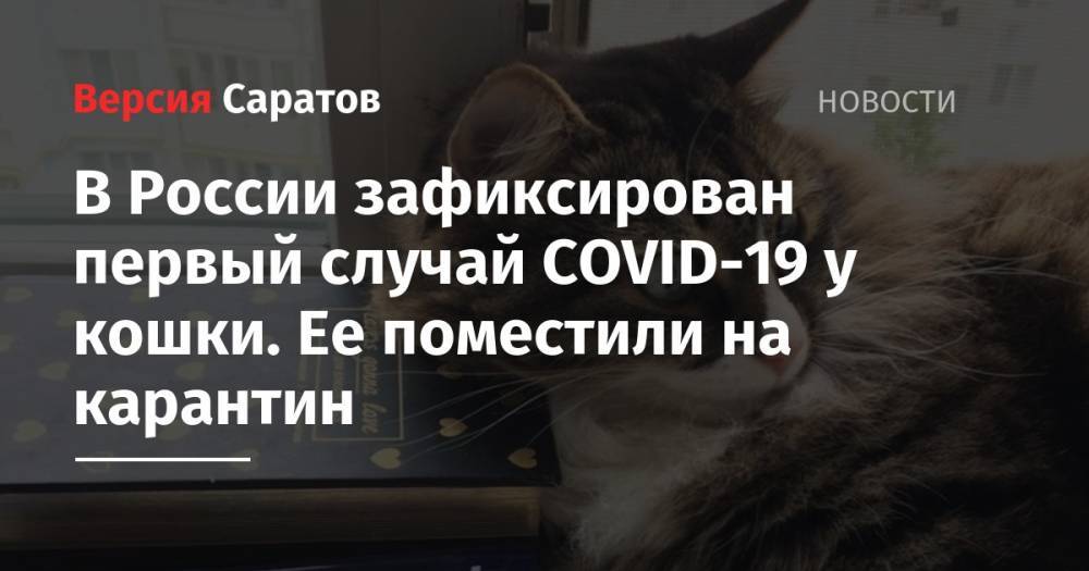 В России зафиксирован первый случай COVID-19 у кошки. Ее поместили на карантин