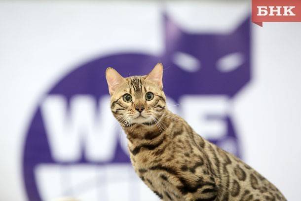 В России обнаружили коронавирус у кошки