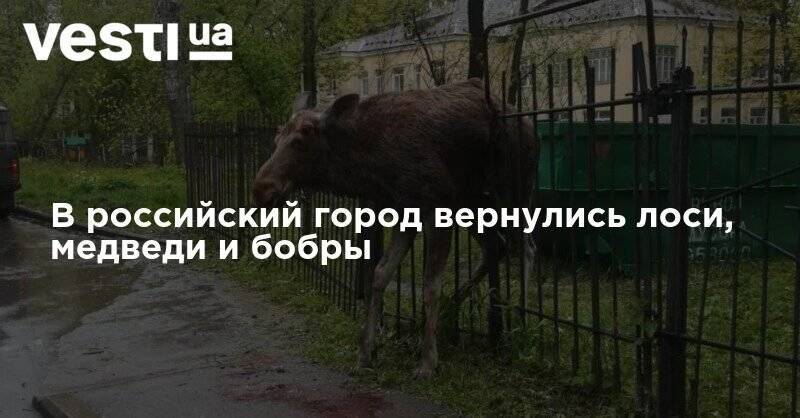 В российский город вернулись лоси, медведи и бобры