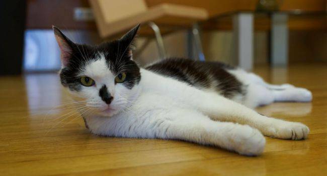 Умер знаменитый кот Мурис, служивший живым символом столицы Латвии Риги