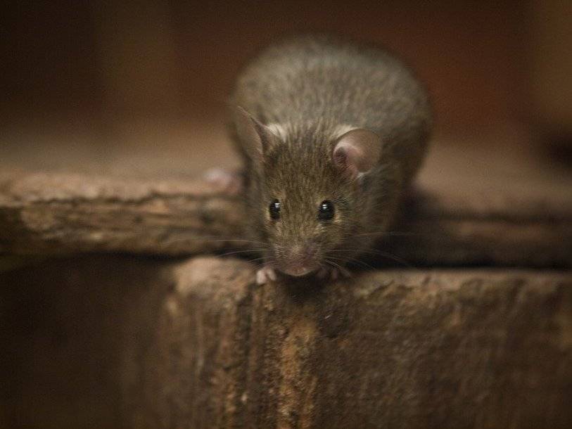 Домовые мыши появились в Европе 6500 лет назад