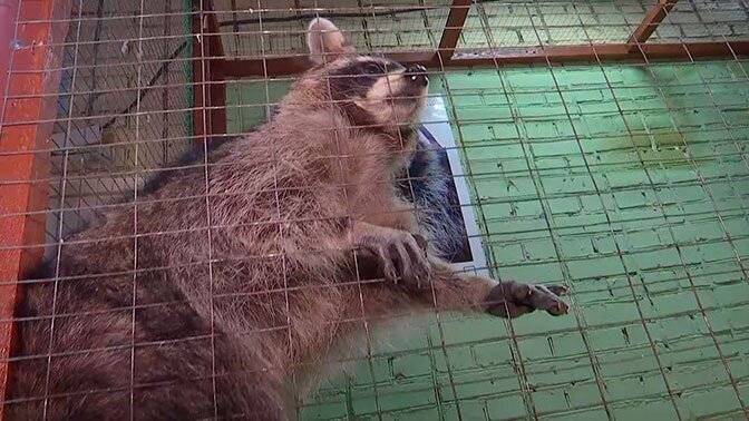 Во Владивостоке владельцы контактного зоопарка бросили зверей из-за задолженности по арендной плате