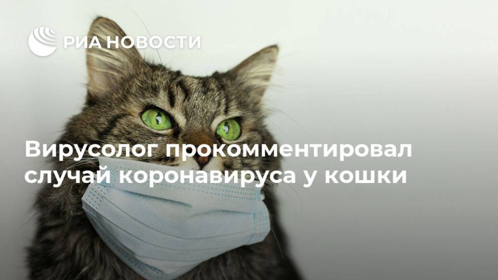 Вирусолог прокомментировал случай коронавируса у кошки