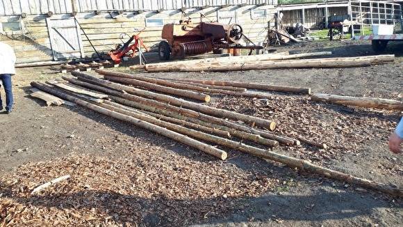 В Челябинской области возбуждено уголовное дело о незаконной вырубке сосен