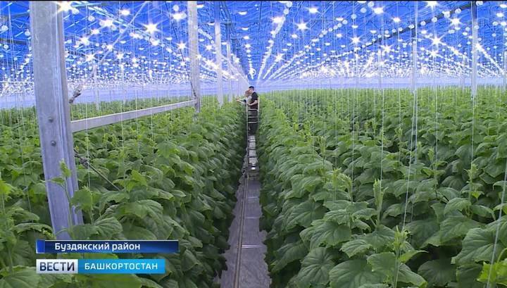 Минсельхоз: производство тепличных овощей в России выросло на 19%