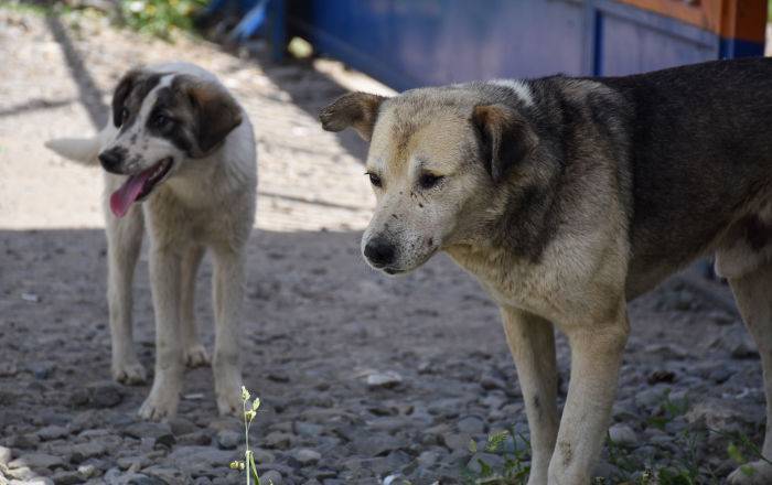 Бродячие собаки на юге Грузии за день искусали 15 детей