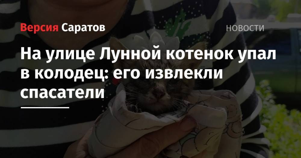 На улице Лунной котенок упал в колодец: его извлекли спасатели