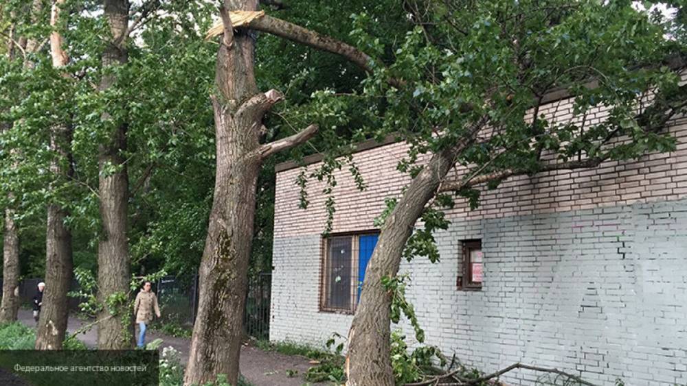 Новосибирец погиб после падения ветки во время урагана