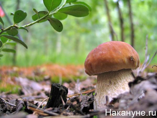 Пятым резидентом ТОСЭР "Новоуральск" стал производитель замороженных ягод и грибов
