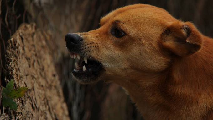В Сосновом Бору на девочку напала стая бродячих собак на глазах у матери