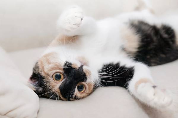 В Роспотребнадзоре заявили, что кошки не могут заразить людей коронавирусом