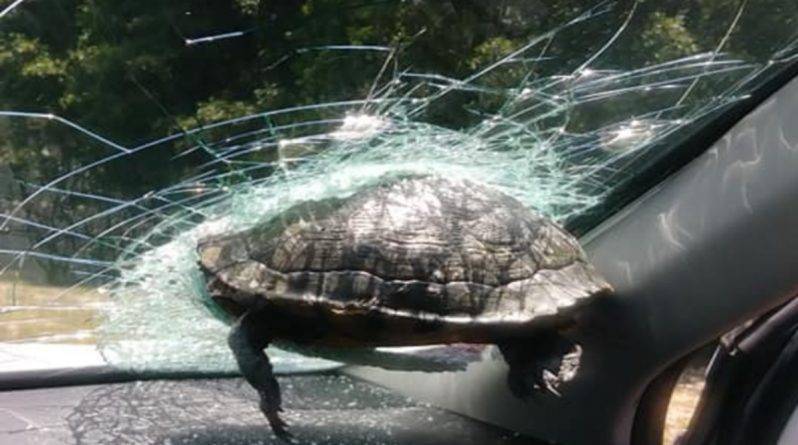 Черепашка на большой скорости врезалась в стекло машины, ехавшей по магистрали Джорджии