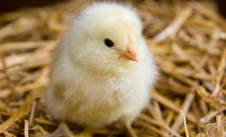 В Нижегородской области родился цыплёнок-мутант с четырьмя лапами — видео