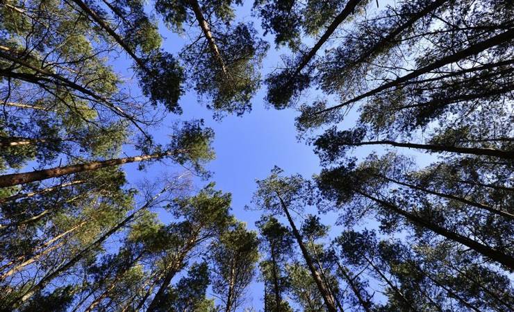 В Мозырском районе введен запрет на посещение лесов