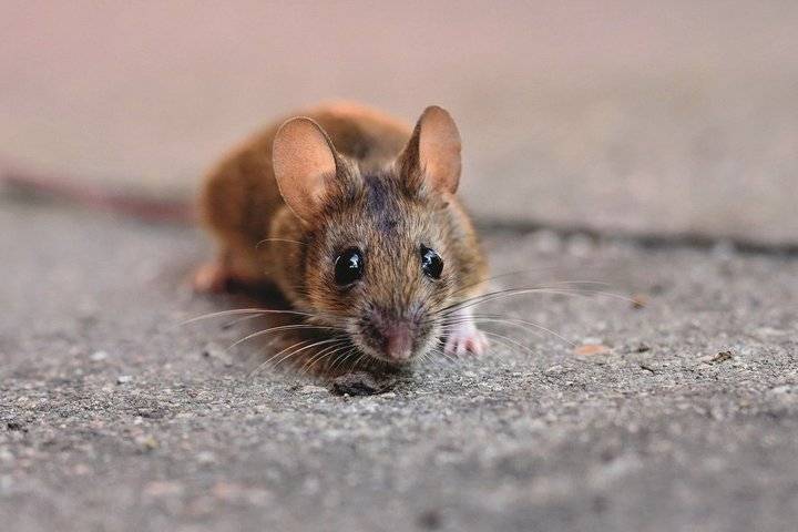 В России создали генно-модифицированных мышей для заражения коронавирусом