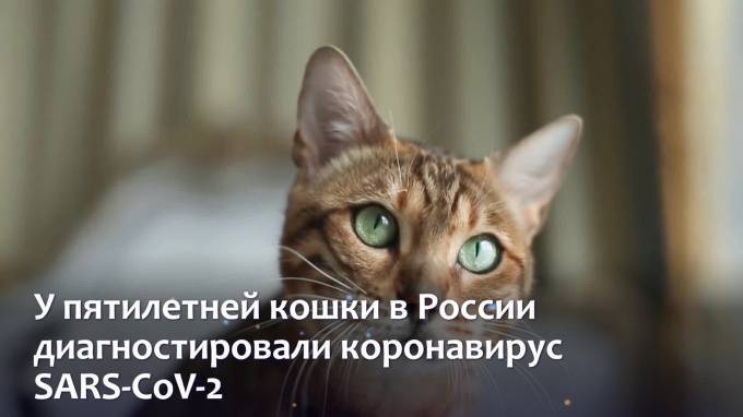 В РФ у кошки диагностировали коронавирус