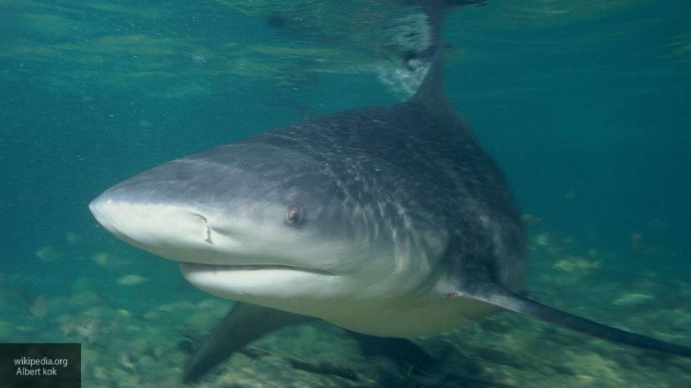 Пятиметровая акула-людоед напала на рыболова в Калифорнии
