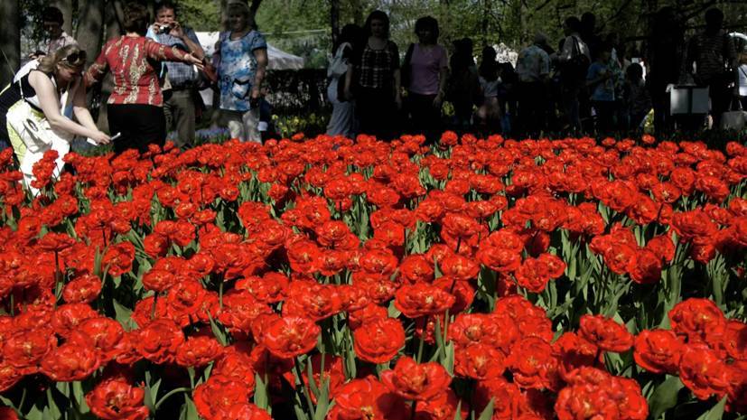 Фестиваль тюльпанов в Петербурге завершится 31 мая