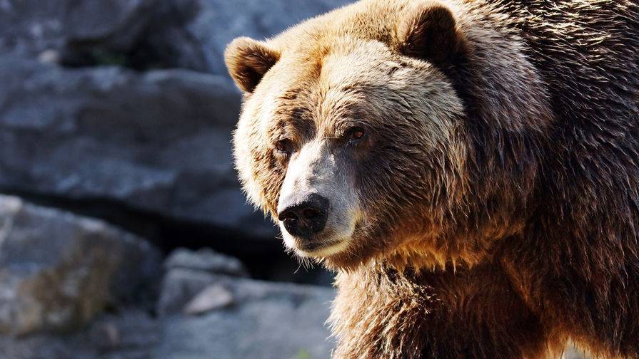В Италии 12-летний мальчик выжил после встречи с медведем