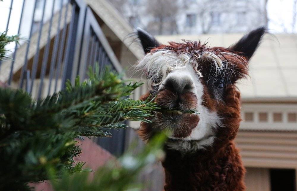 Московский зоопарк проведет онлайн-лекции об истории одомашнивания животных