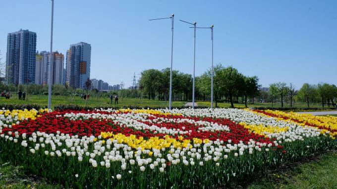 В Купчино распустились более 25 тысяч тюльпанов