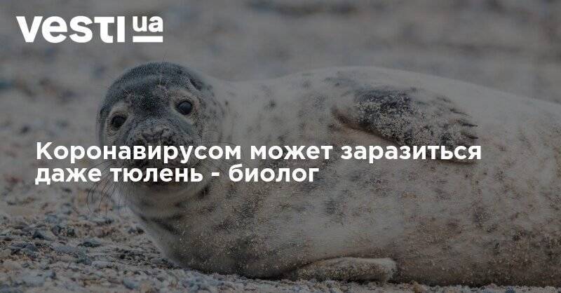 Коронавирусом может заразиться даже тюлень - биолог
