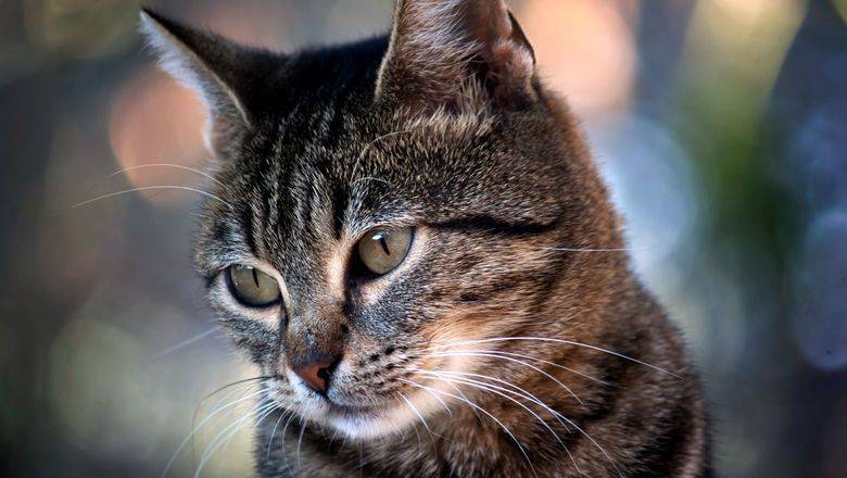 Академик РАН отнесся с недоверием к выявлению коронавируса у московской кошки