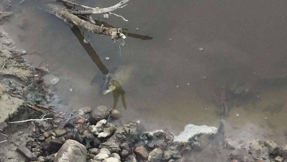 Воду в потемневшей реке Талгар проверяет Казгидромет. Пока установили только то, что она плохо пахнет
