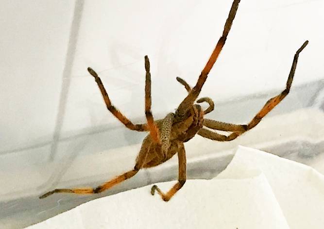 В пражском супермаркете нашли большого ядовитого паука
