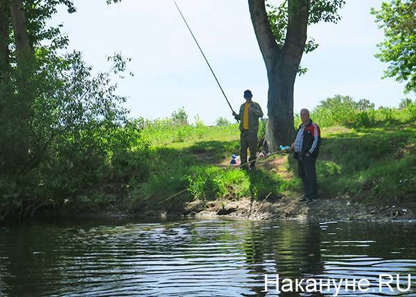 Житель Среднего Урала заявил в прокуратуру о массовой гибели рыбы в реке Исеть