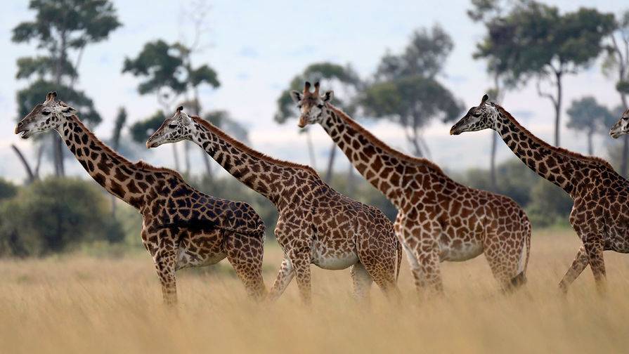 Родившегося во время пандемии на Бали жирафа назвали Корона