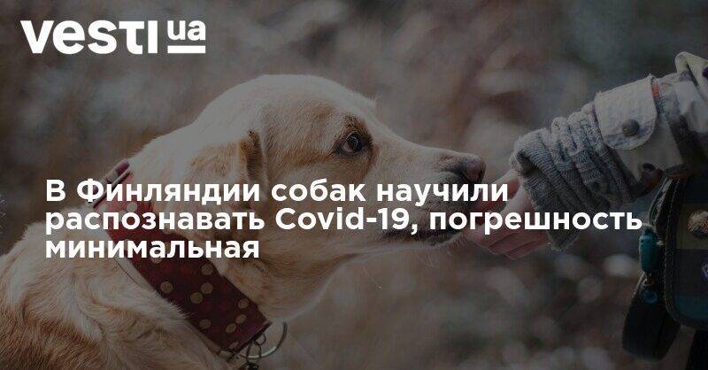 В Финляндии собак научили распознавать Covid-19, погрешность минимальная