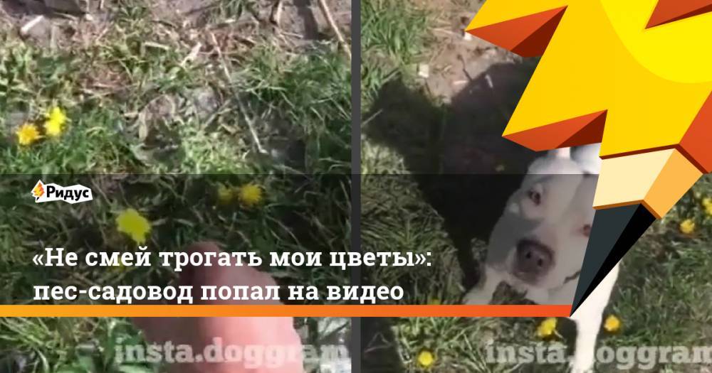 «Не смей трогать мои цветы»: пес-флорист попал на видео
