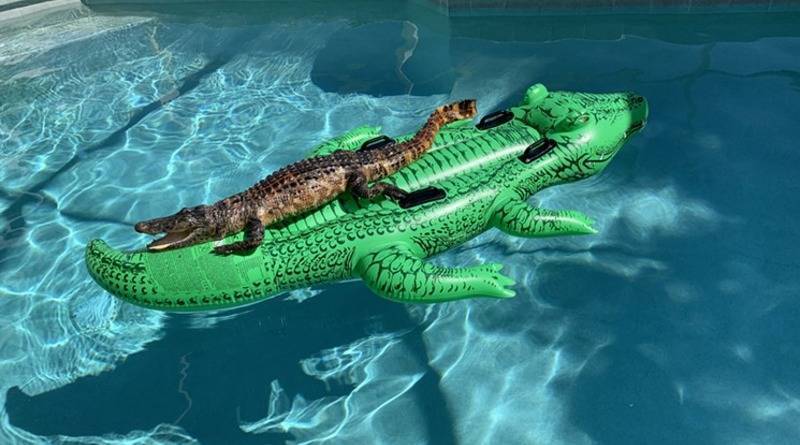 Во Флориде аллигатор «релаксировал» на…надувном аллигаторе в бассейне дома (фото)