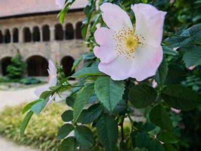 В Германии цветет 1000-летняя роза